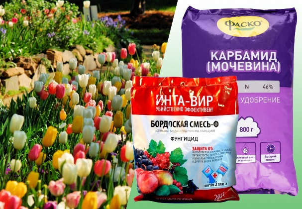Бордоская смесь и мочевина